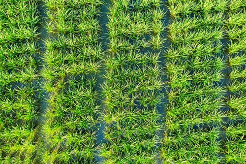 Free Top view of textured background representing lush green plants growing in agricultural field in summertime Stock Photo