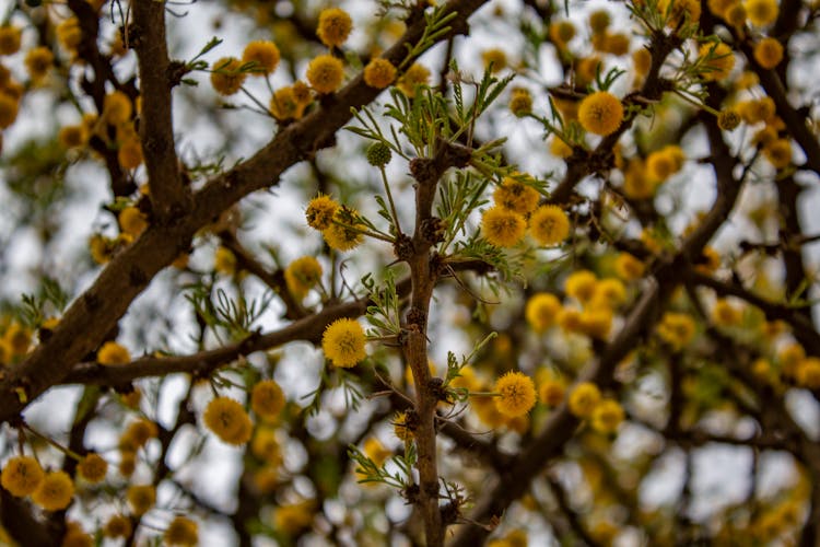 Acacia Flowers On Brown Tree Branch