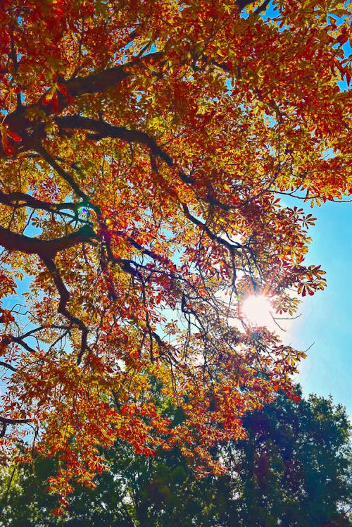 Free stock photo of colors of autumn, fall colors, light