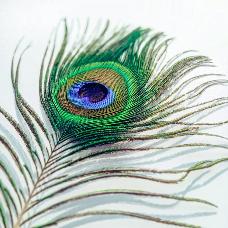 one real peacock feather
