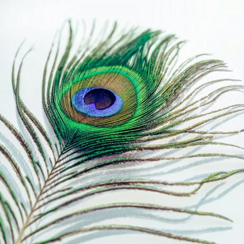 A Peacock Feather in Macro Photography