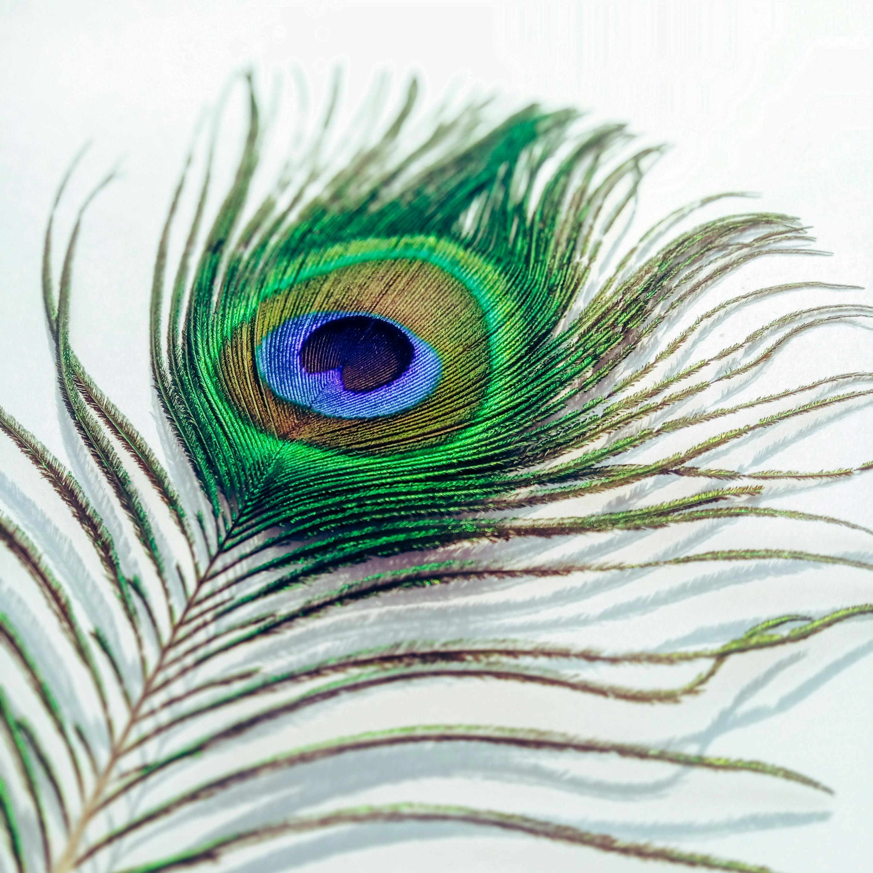 Single peacock feather closeup Stock Photo by vmariia
