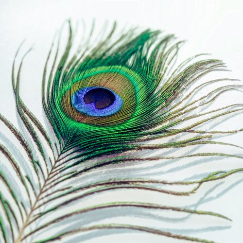 Free Colorful green peacock feather with thin stalk and blue spots with brown stains placed on white background in light studio Stock Photo