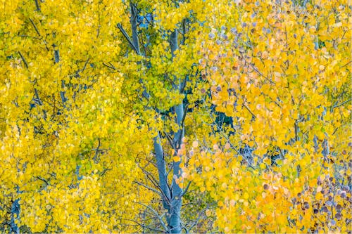 Yellow Leaves on Tree Branch