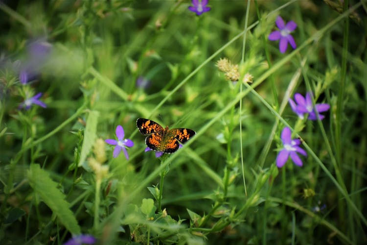 Black And Orange Butterfly On Purple Flower