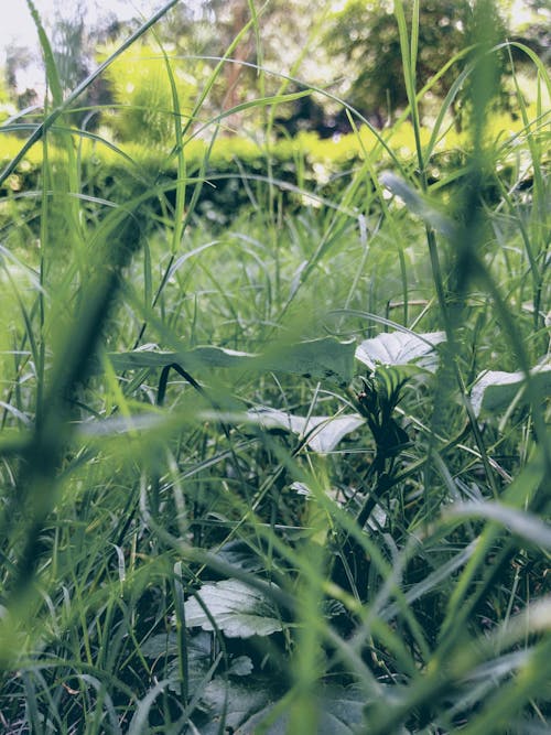 Free stock photo of free wallpaper, garden, grass