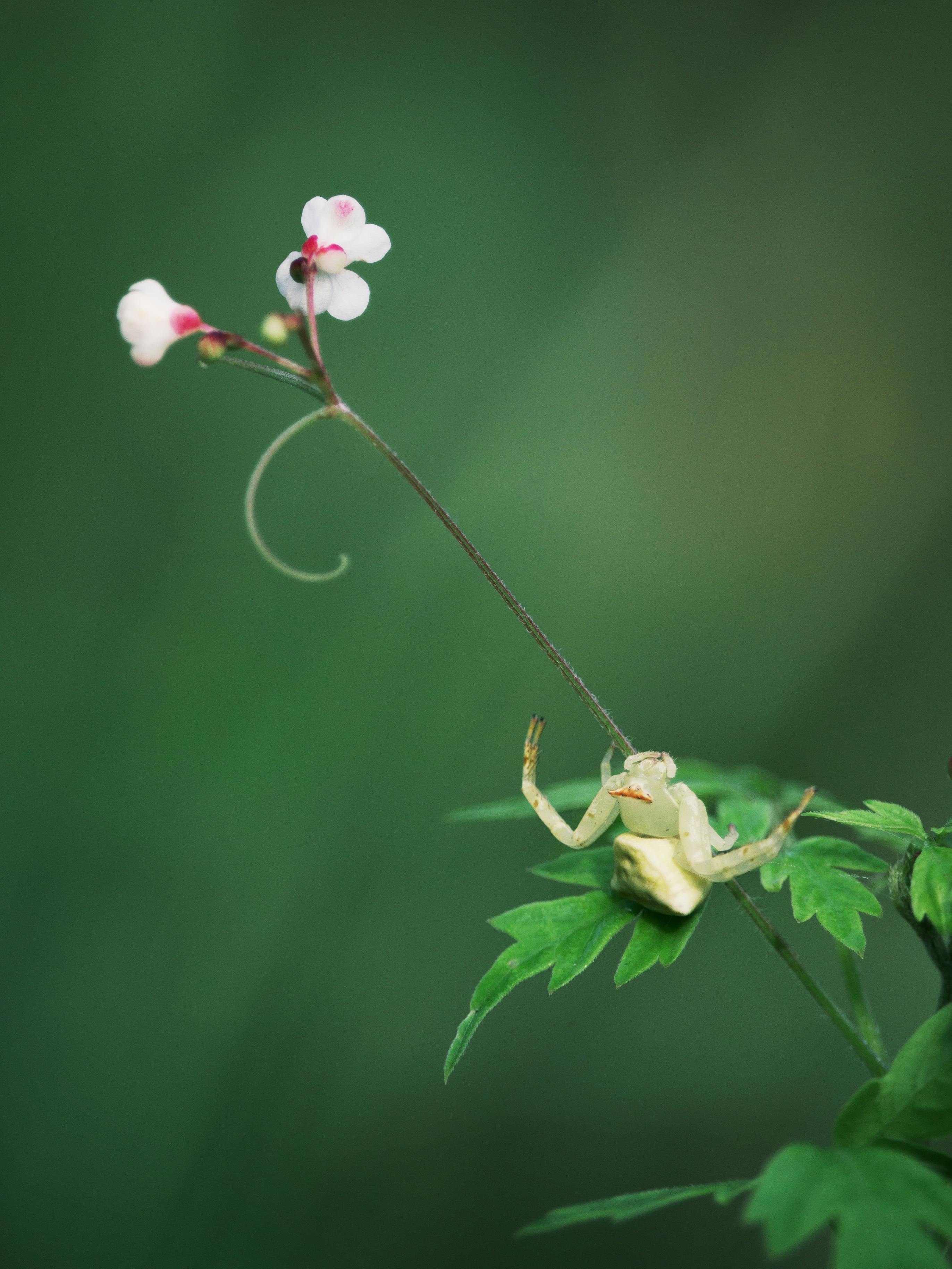 Close-up of a crab spider on green leaves, reaching for a delicate pink and white flower.