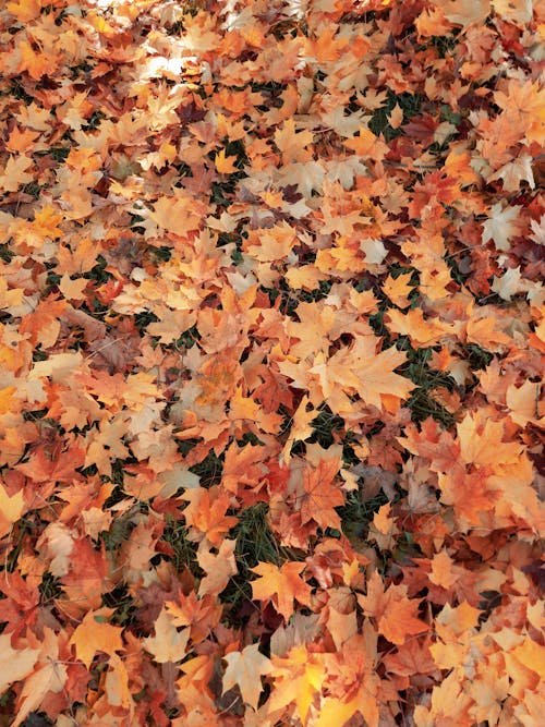 Free Countless Dried Maple Leaves on Ground Stock Photo