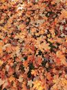 Countless Dried Maple Leaves on Ground