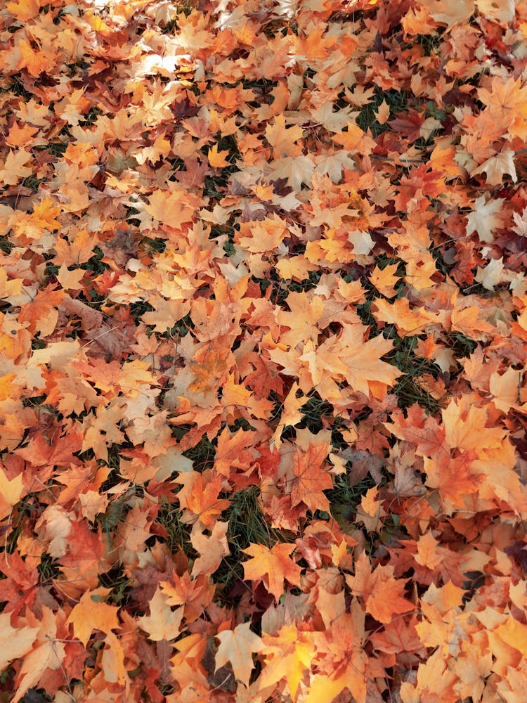 Countless Dried Maple Leaves On Ground