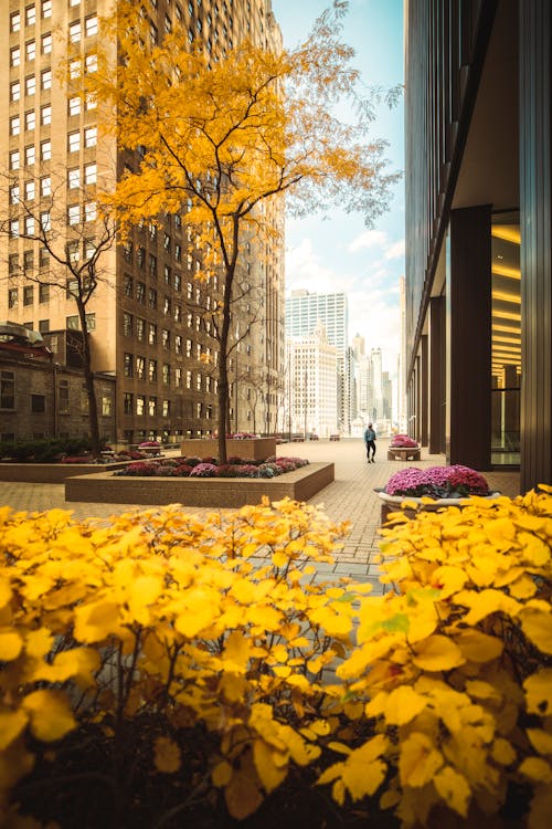 Yellow Leaves  on Trees and Plants in a Park in the City