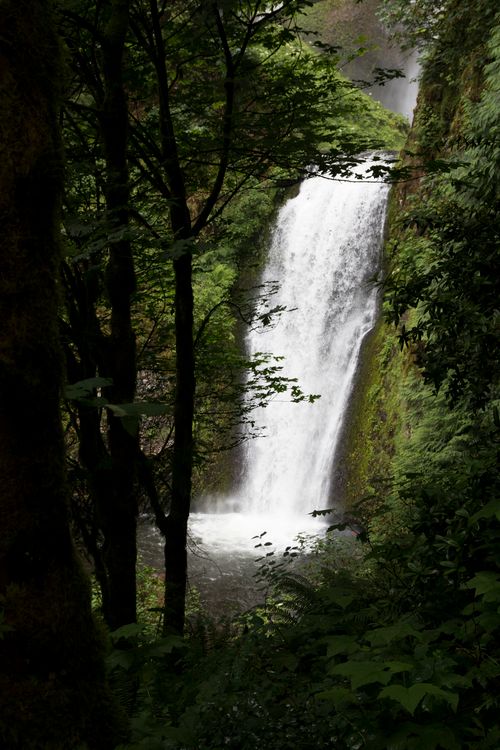 Free Lush forest with a cascading waterfall in Beaverton, Oregon, surrounded by vibrant greenery. Stock Photo
