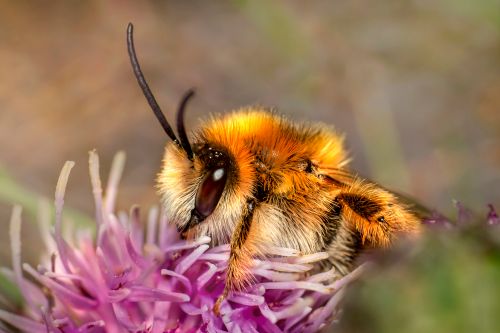 Free Macro shot of a bee pollinating a vibrant purple flower with shallow depth of field. Stock Photo