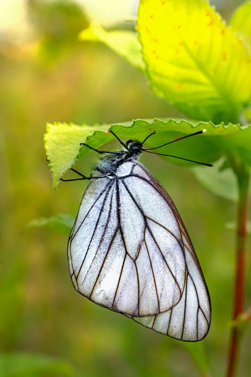 Free Macro Shot of a White Butterfly on a Leaf Stock Photo