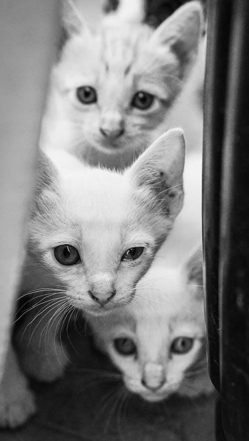 Grayscale Photo of Adorable Cats Looking at Camera