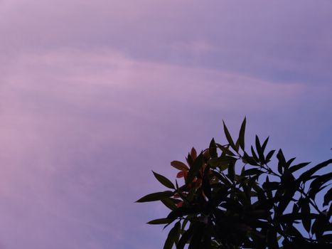 Silhouetted leaves against a serene violet sky in Jaipur at dusk, capturing nature's beauty.
