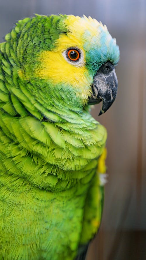 Free Close-Up Shot of a Green Parrot Stock Photo