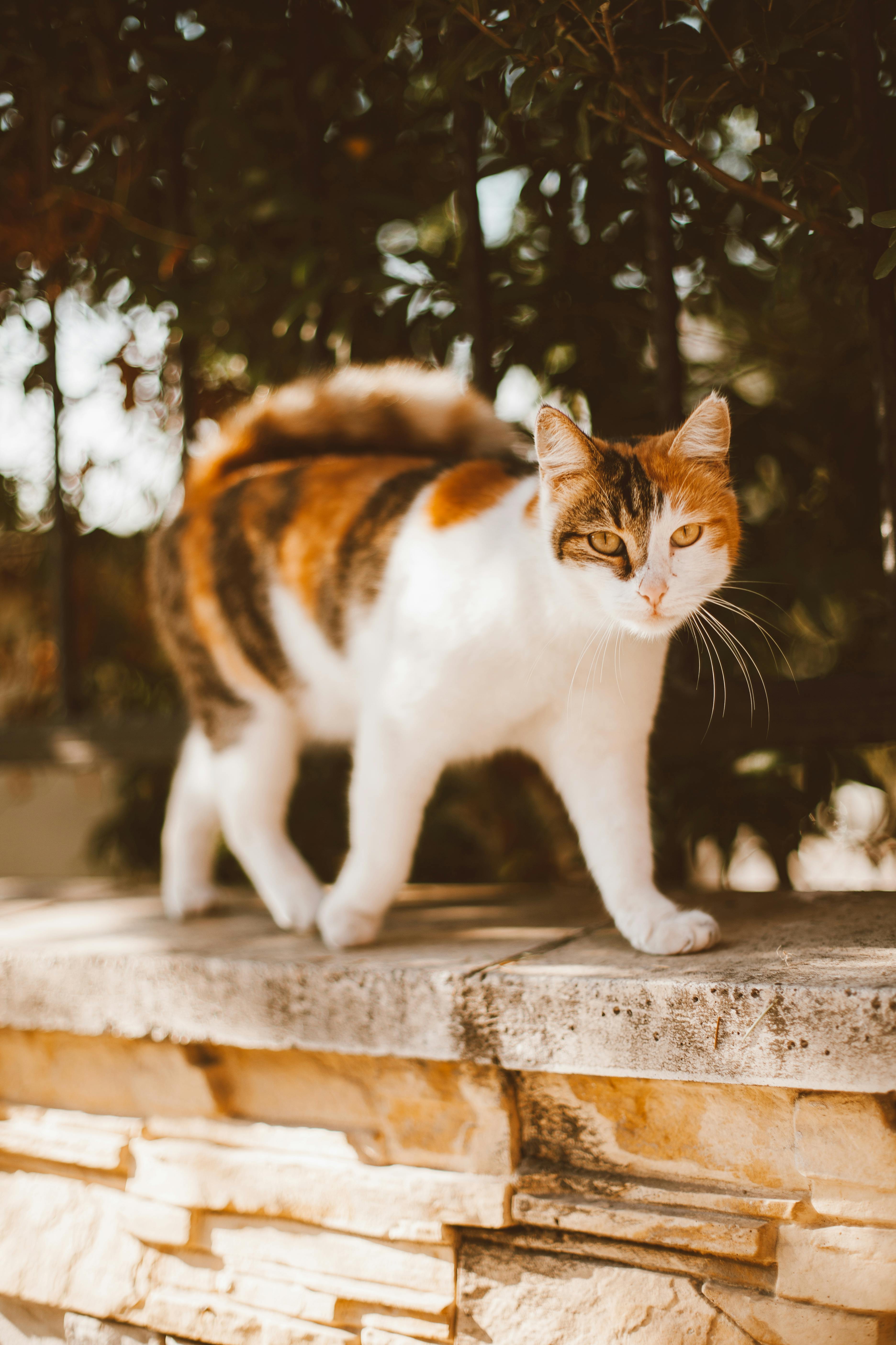 tabby cat on concrete surface