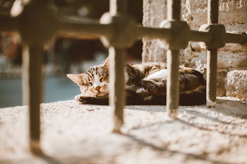 Foto d'estoc gratuïta de a l'aire lliure, adorable, animal