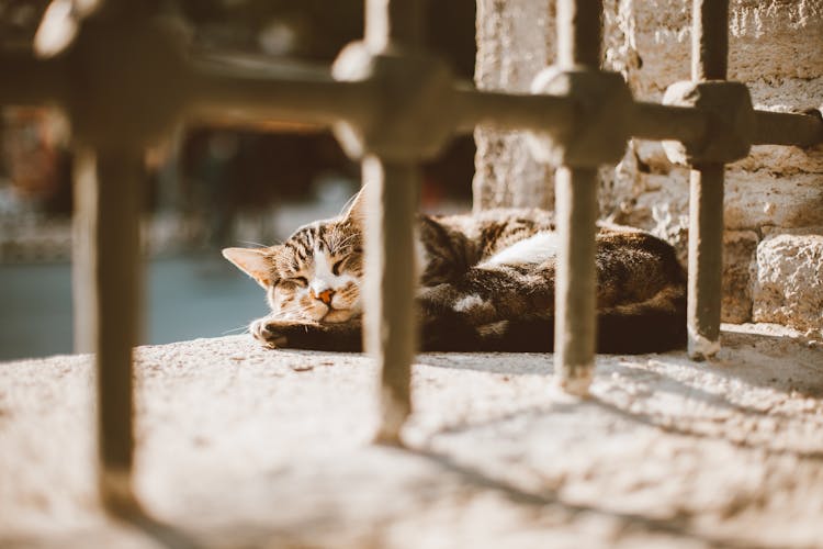 Gray Tabby Cat Sleeping On Concrete Floor