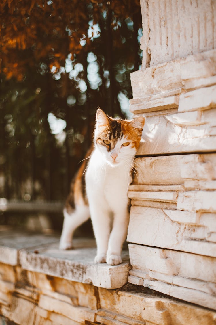 White And Brown Tabby Cat On Concrete Fence