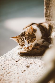 这幅宁静的肖像描绘了一只斑猫睡在户外阳光明媚的混凝土上