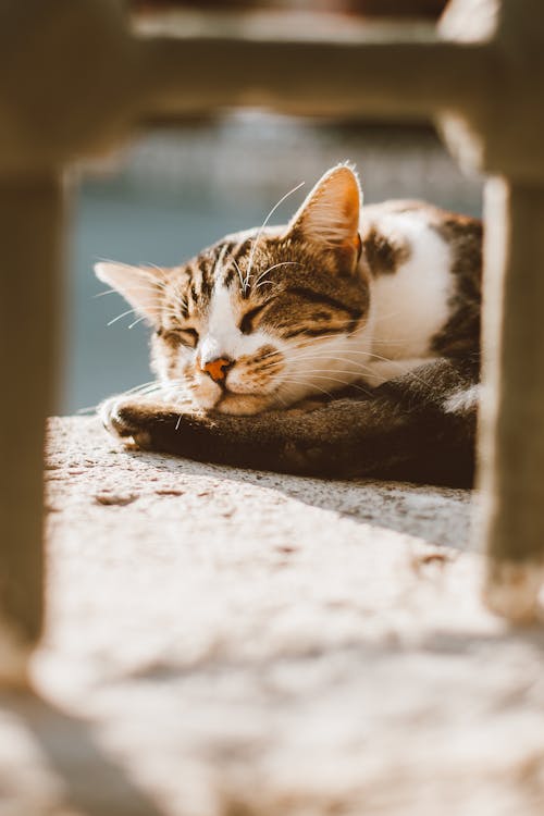 Free Gray and White Tabby Kitten Sleeping on Concrete Surface Stock Photo