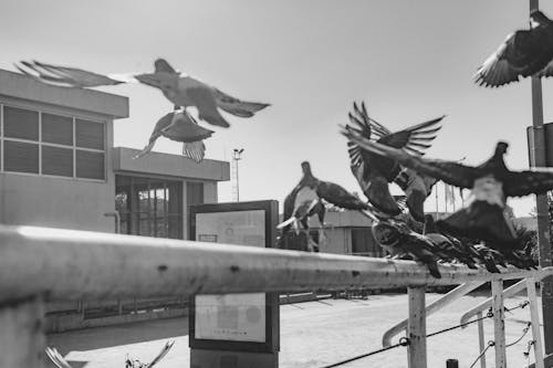 Grayscale Photo of Birds in the Railings Flying