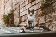 White and Black Tabby Cat on Top of Black Shiny Surface