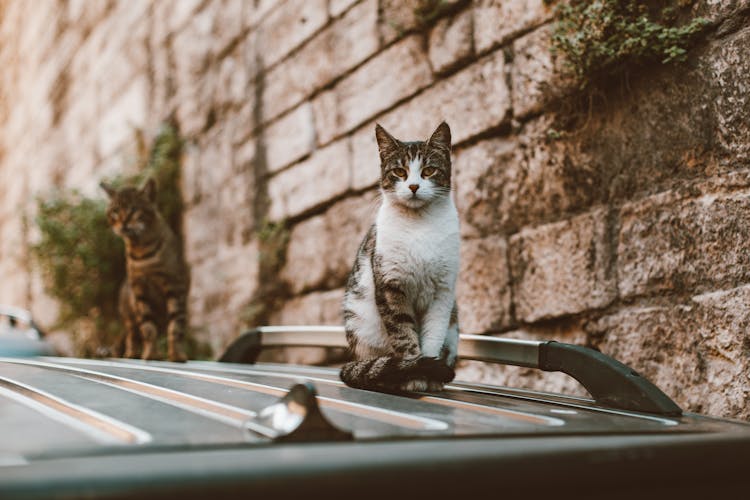 White And Black Tabby Cat On Top Of Black Shiny Surface