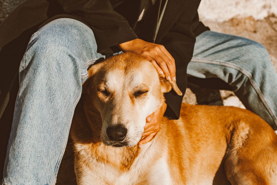 How to Appeal a Pet Insurance Claim Denial UK 2026