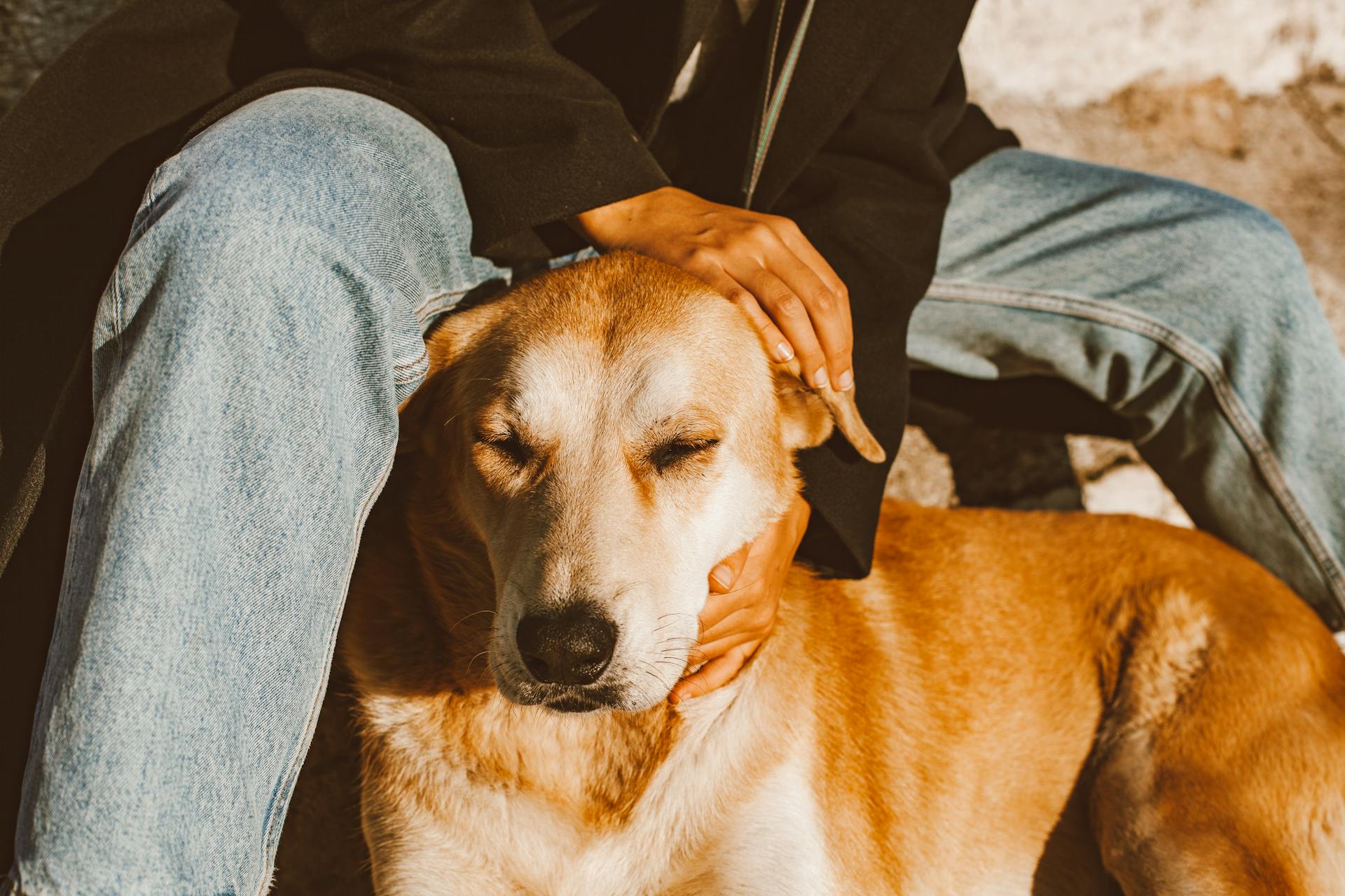 Hand Petting Brown and White Short Coated Dog