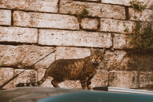 白天，一只可爱的虎斑猫站在户外被砖块包围的墙上
