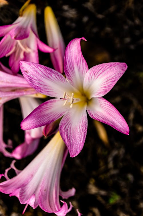 Beautiful Purple and White Flower in Close Up Photography