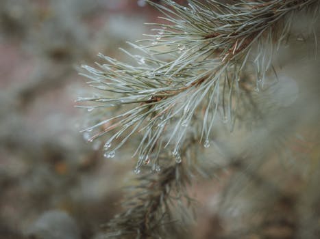 雨后松树叶上的露珠特写，凸显大自然的美丽