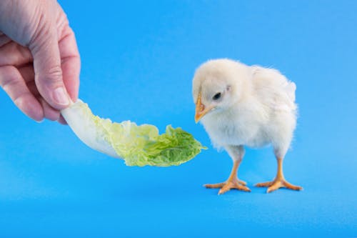Free White Chick on Cabbage Stock Photo
