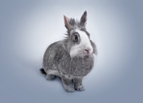 無料 灰色のウサギ 写真素材