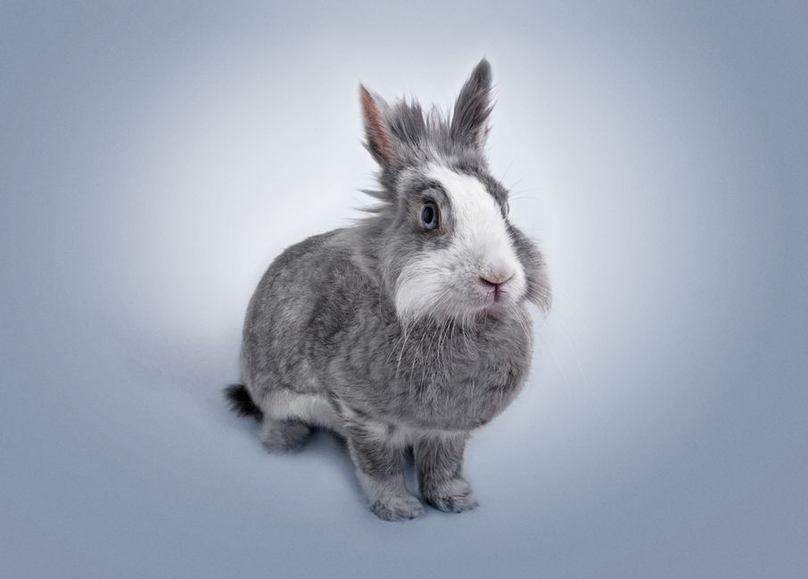 Qual o melhor tipo de coelho para ter como pet?