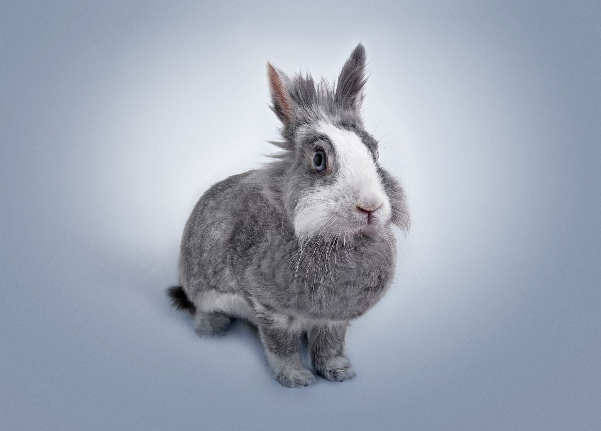 Grish Blue Rabbit Gray Rabbit Β· Free Stock Photo