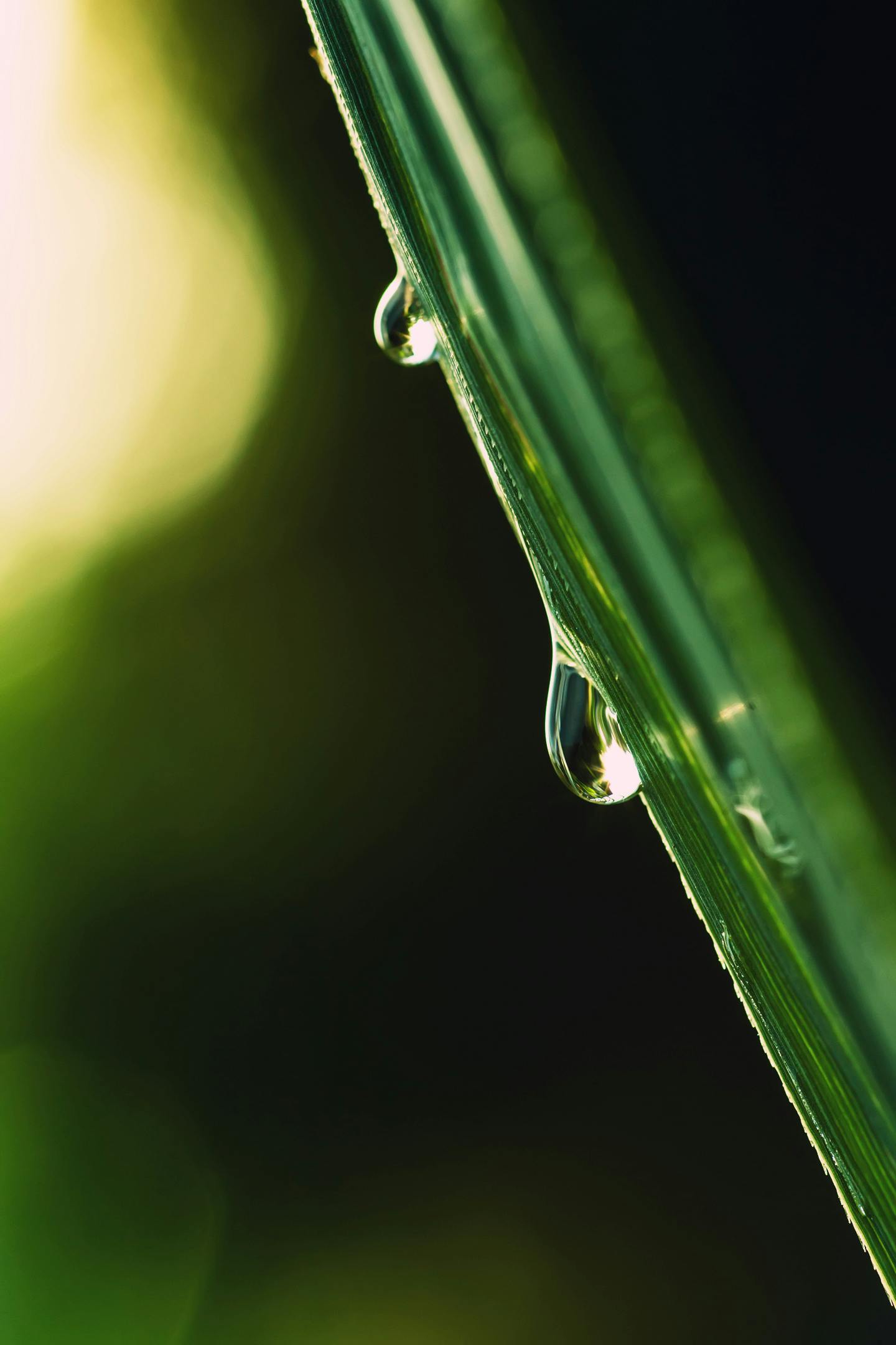 Free stock photo of beautiful, blade of grass, dew