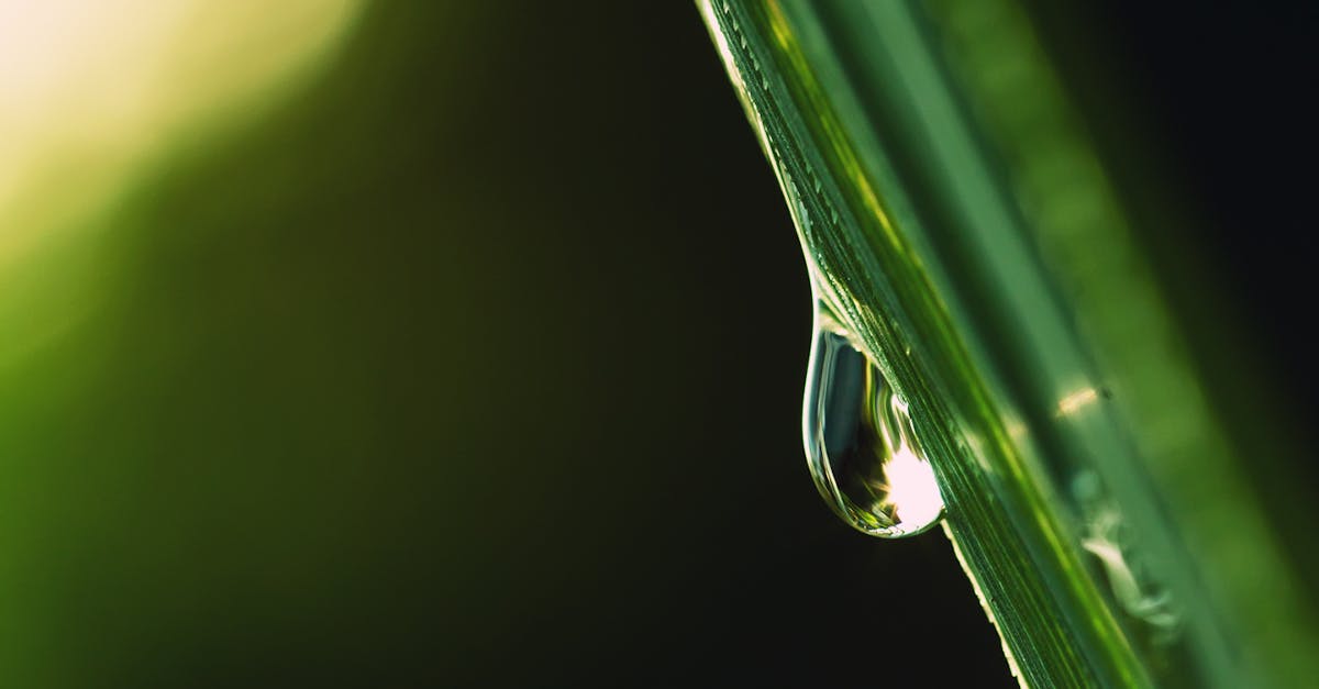 Free stock photo of beautiful, blade of grass, dew