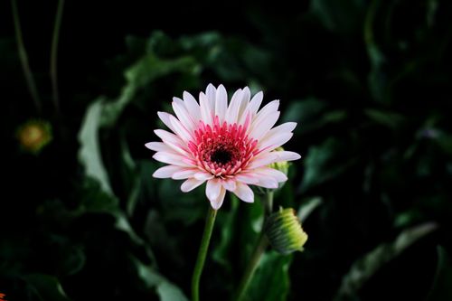 Free A beautiful pink gerbera flower amidst lush green leaves in a garden setting. Stock Photo