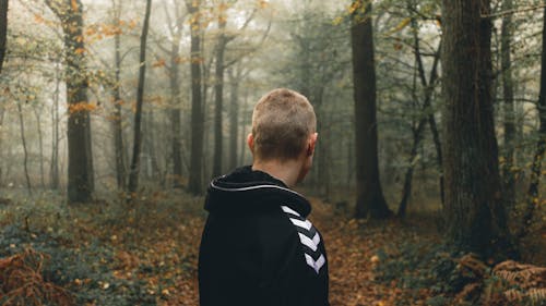 Bare Trees Along Foggy Path · Free Stock Photo