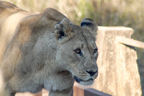 Close-Up Photo of Lioness