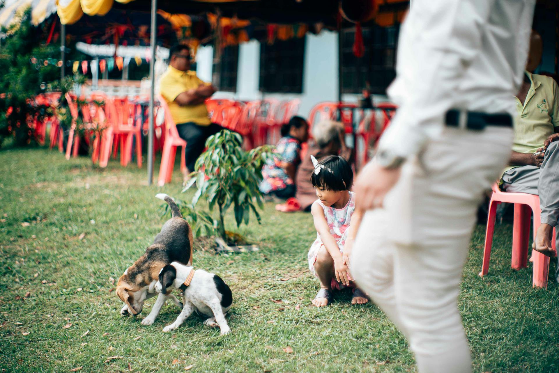 A Girl Looking Dogs while Sitting on the Ground