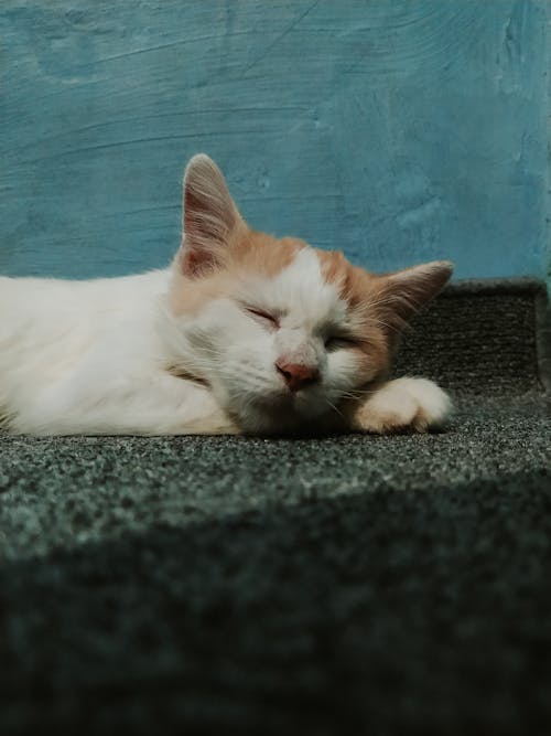 Cute mongrel cat sleeping on street