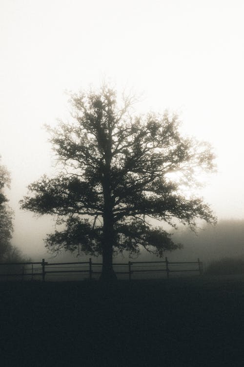 경치, 나무, 새벽의 무료 스톡 사진