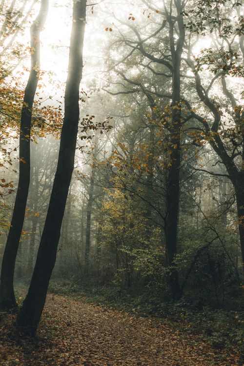 Free From below of pathway with faded leaves between overgrown trees in woods under misty sky in autumn Stock Photo