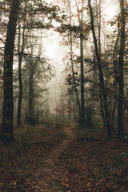 Free Empty wavy path with faded leaves between overgrown trees in woods under misty sky Stock Photo