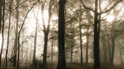 Free Scenic view of overgrown autumn trees in woods under glowing sky in misty weather Stock Photo